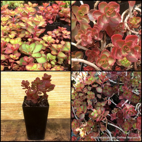Sedum Red Voodoo x 1 Stonecrop Succulents Groundcover Rockery Pots Pink Flowers Drought Hardy spurium